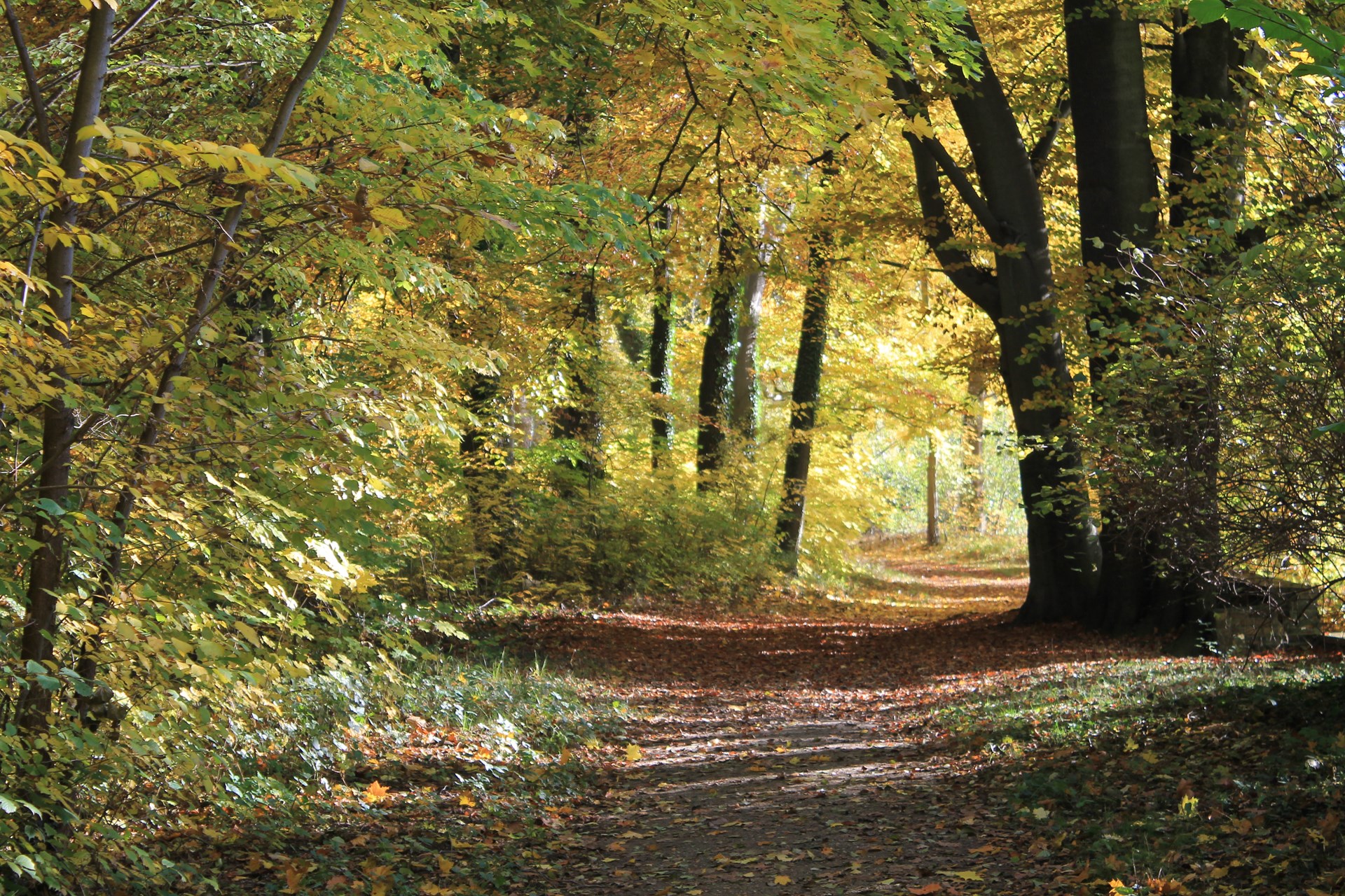 Georg Brückner Großräschen Georg Brückner: Waldstraße in Großräschen