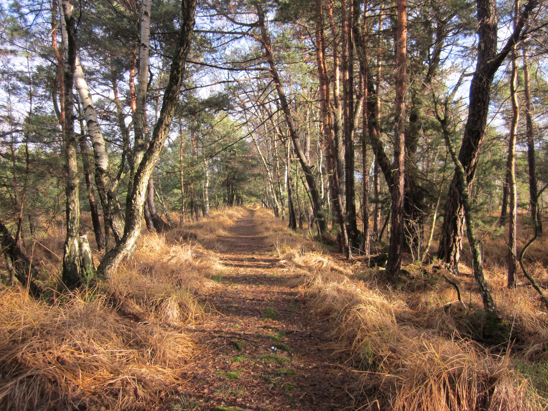 Heinrich Liebster Heinrich Liebster: Waldweg