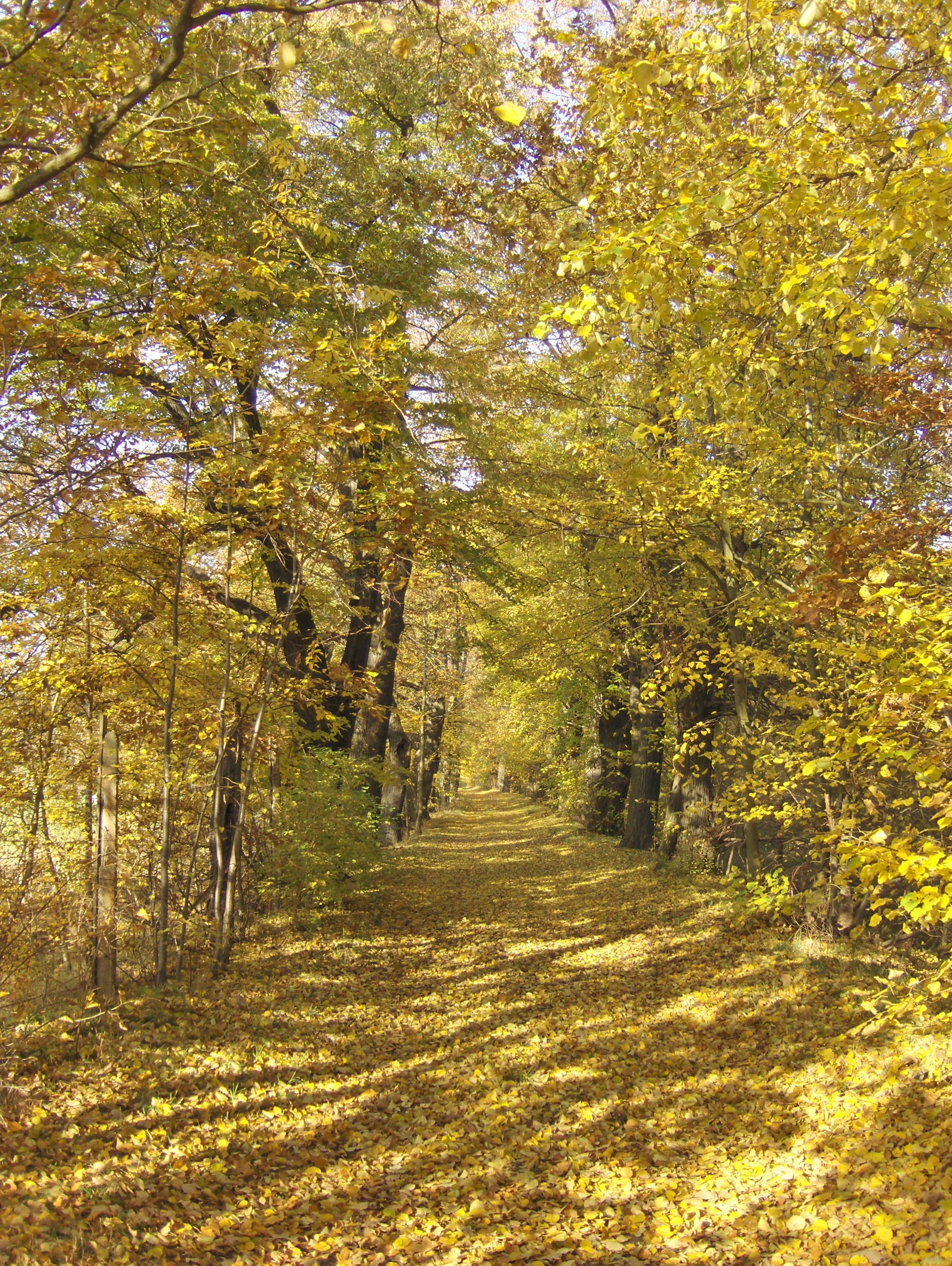 Regina Schindler Trebsen Regina Schindler: Waldweg in Trebsen
