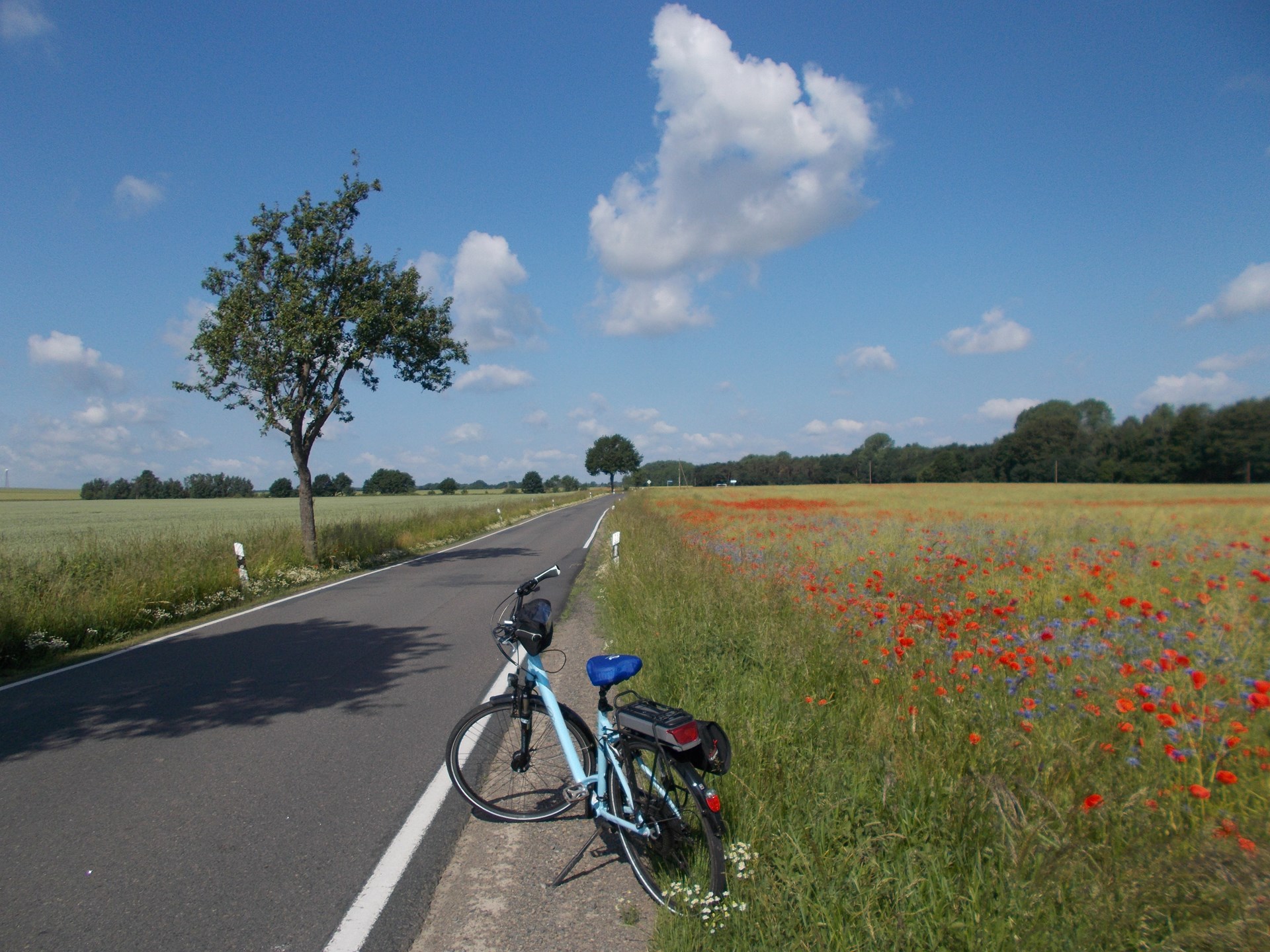 Regina Schindler Trebsen Regina SchindlerFahrrad am Straßenrand eines Mohnfeldes in Trebsen